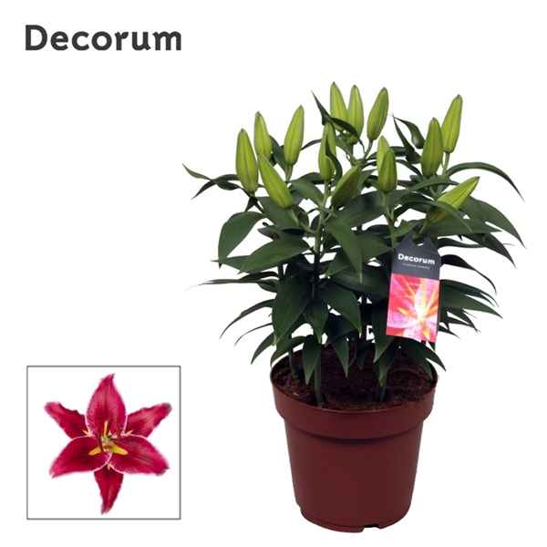 Горшечные цветы и растения оптом Lilium Or Magny Cours 5pp (decorum) от 5шт из Голландии с доставкой по России