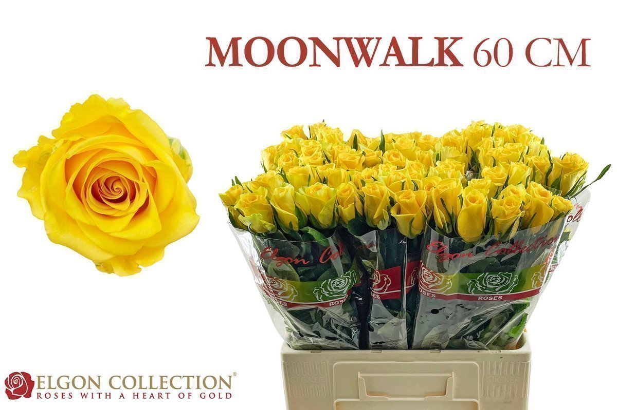 Срезанные цветы оптом Rosa large moonwalk от 320шт из Голландии с доставкой по России