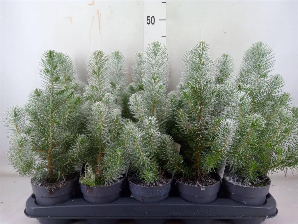 Горшечные цветы и растения оптом Pinus Silver Crest от 15шт' из Голландии с доставкой по России