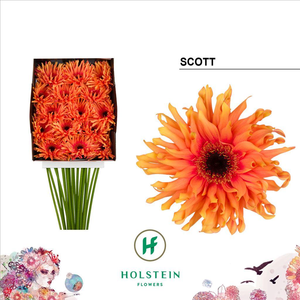 Срезанные цветы оптом Gerbera diamond gerpasta scott от 15шт из Голландии с доставкой по России