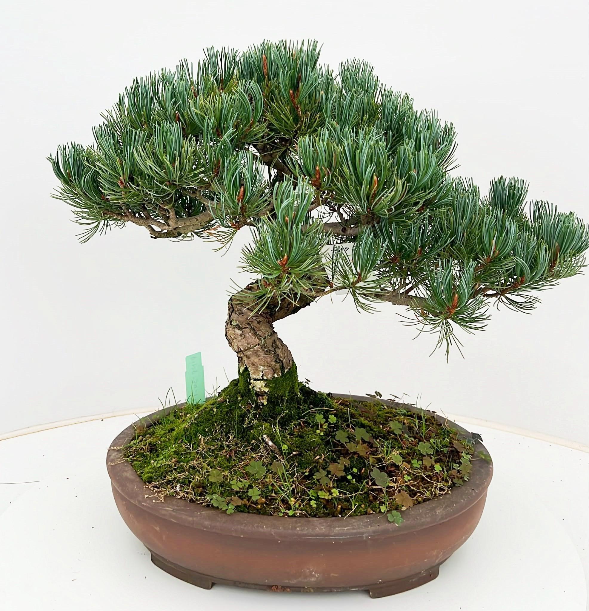 Горшечные цветы и растения оптом Pinus Parviflora, 34cm, Height 40cm. (single Item) от 1шт из Голландии с доставкой по России