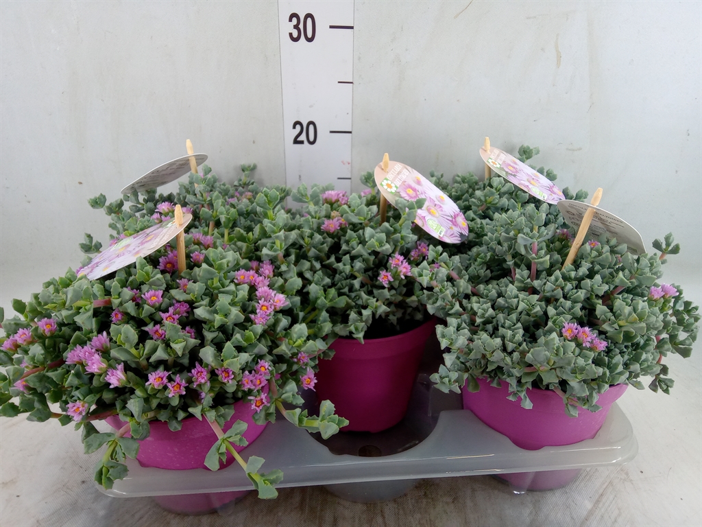 Горшечные цветы и растения оптом Lampranthus Roseus от 5шт из Голландии с доставкой по России