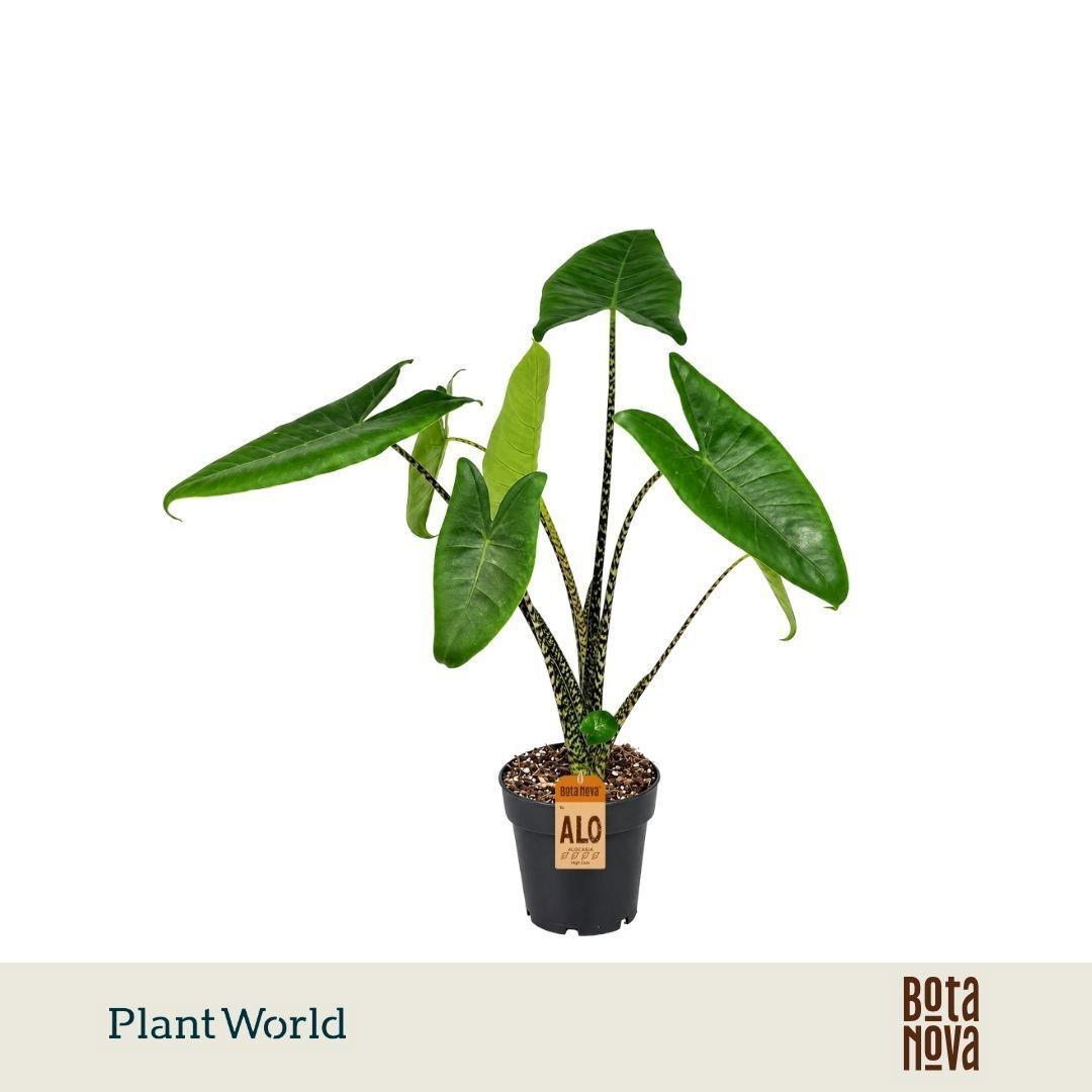 Горшечные цветы и растения оптом Alocasia Zebrina от 7шт (для телеги) из Голландии с доставкой по России