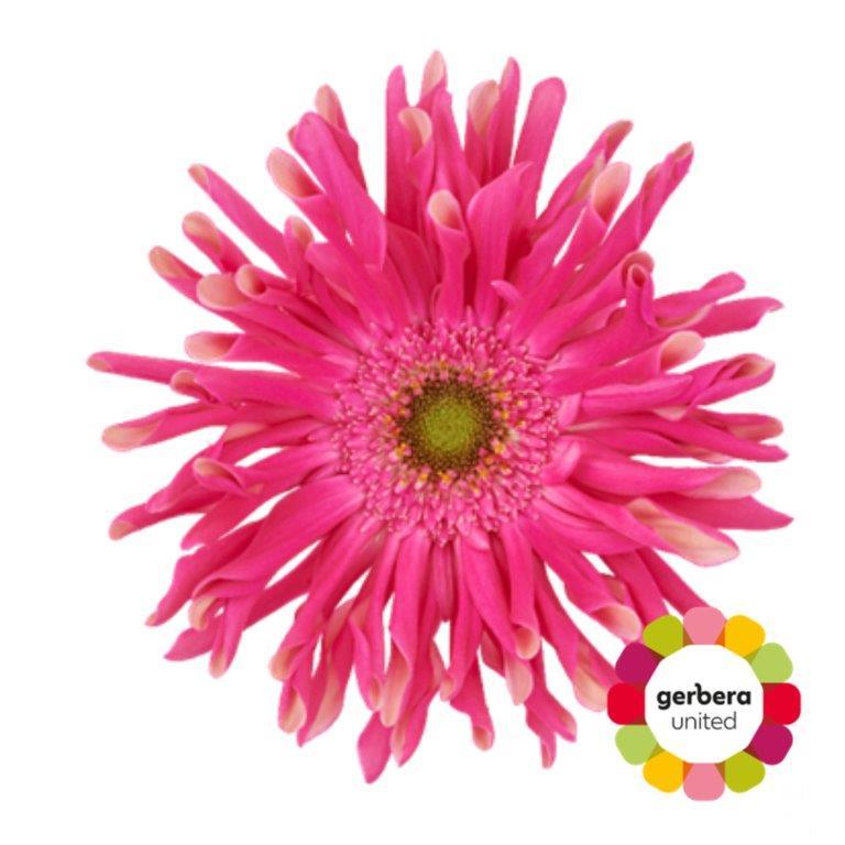 Срезанные цветы оптом Gerbera diamond rebel jinx от 45шт из Голландии с доставкой по России