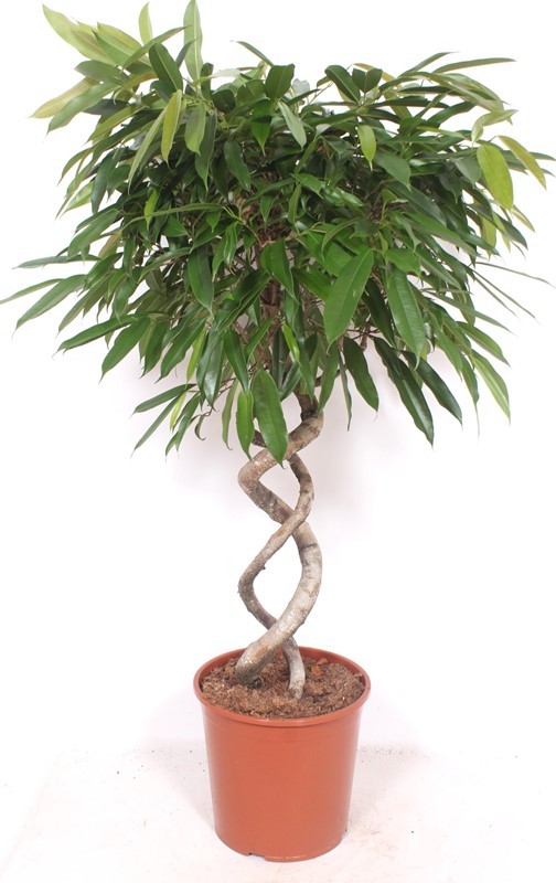 Горшечные цветы и растения оптом Ficus Bin Amstel King от 1шт из Голландии с доставкой по России