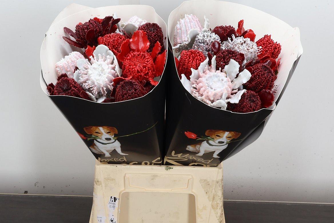 Срезанные цветы оптом Banksia wax mix autumn от 20шт из Голландии с доставкой по России Срезанные цветы оптом Banksia wax mix autumn от 20шт из Голландии с доставкой по России