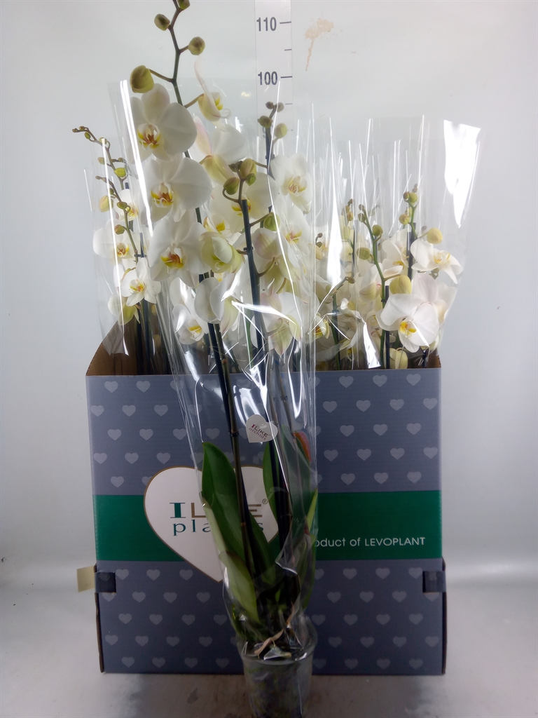 Горшечные цветы и растения оптом Phalaenopsis   ...white от 12шт из Голландии с доставкой по России