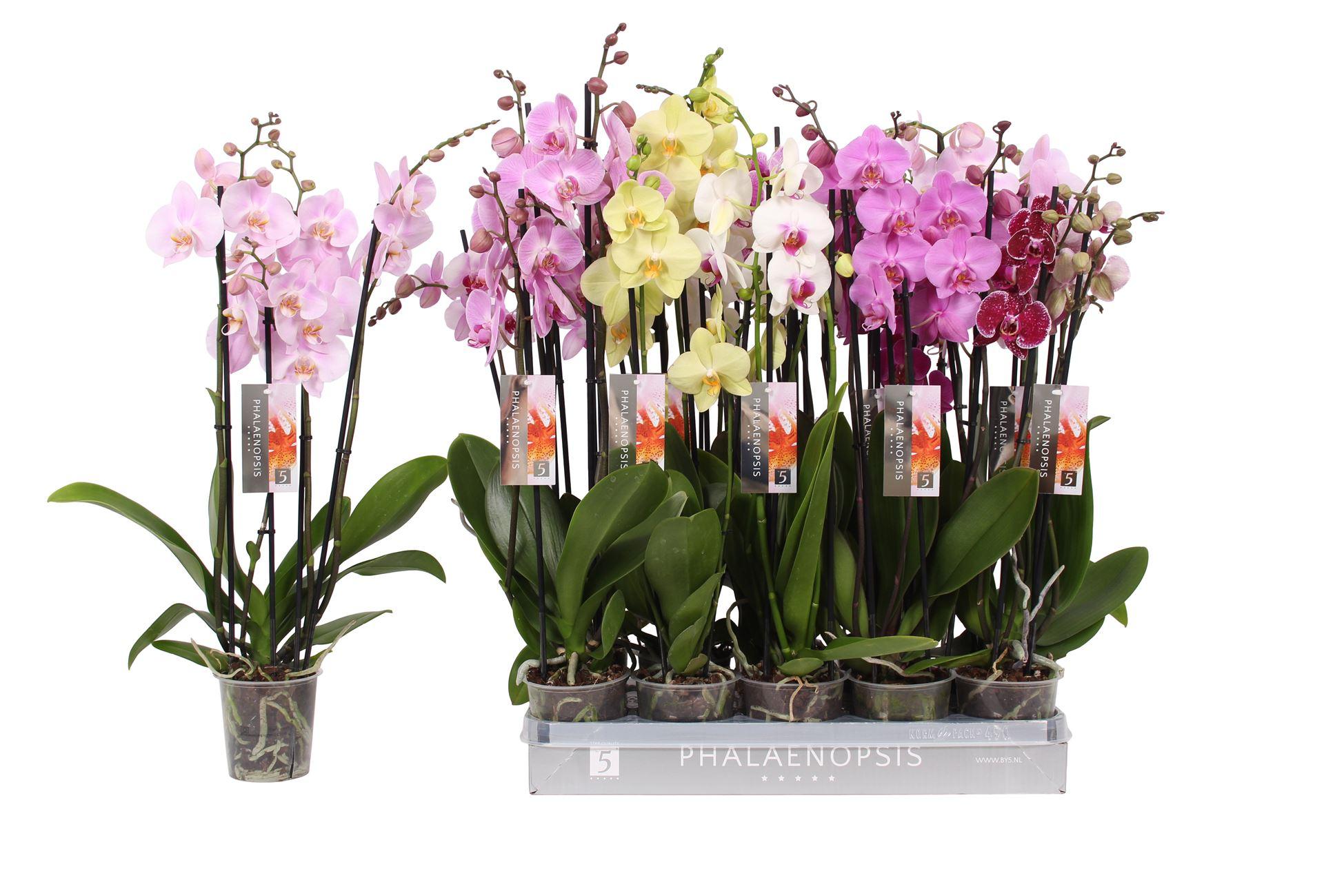 Горшечные цветы и растения оптом Phalaenopsis ...mix 7 от 10шт из Голландии с доставкой по России