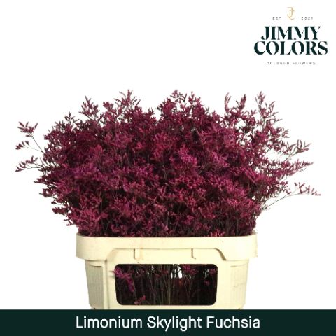 Срезанные цветы оптом Limonium paint erica от 75шт из Голландии с доставкой по России