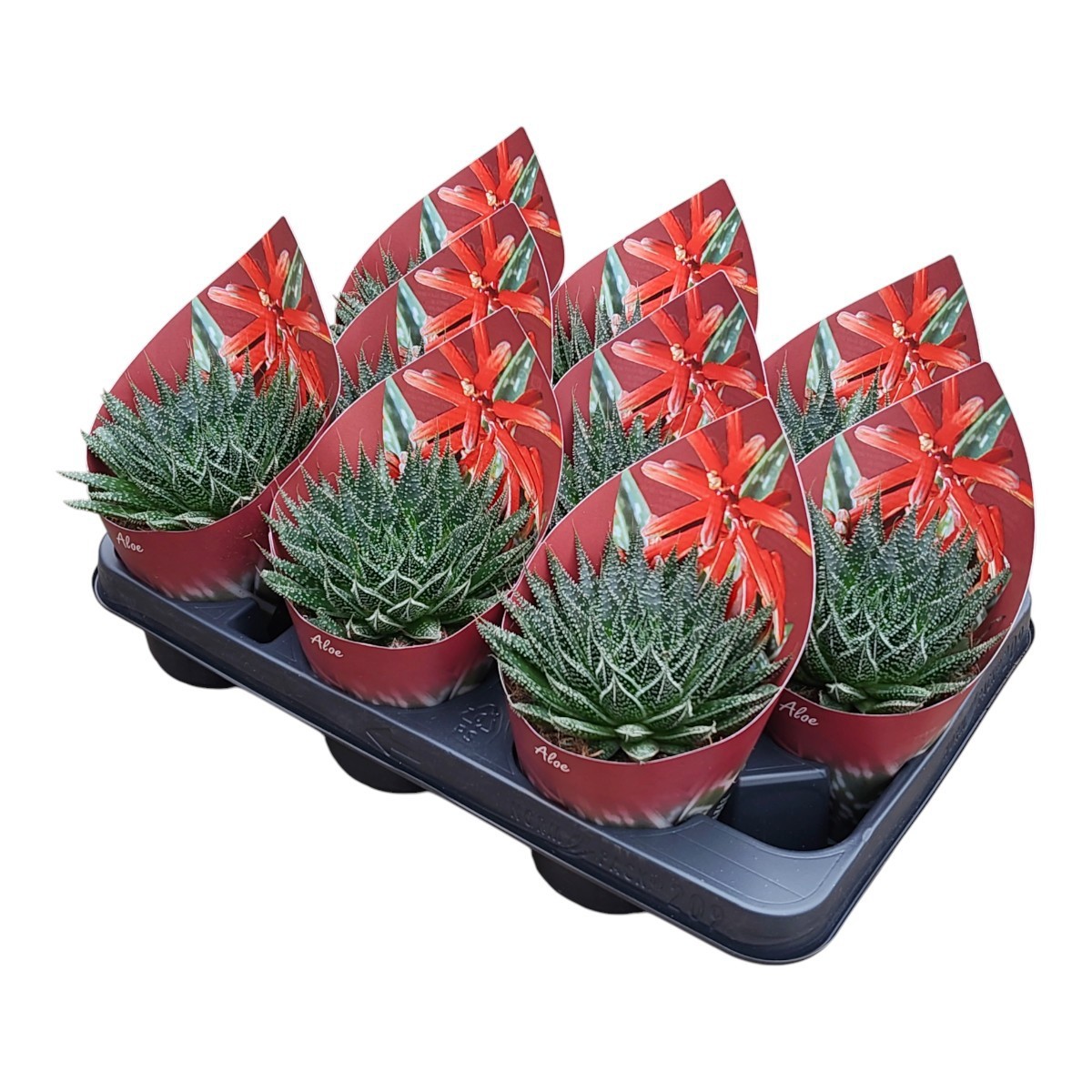 Горшечные цветы и растения оптом Aloe Aristata Potcover от 9шт из Голландии с доставкой по России