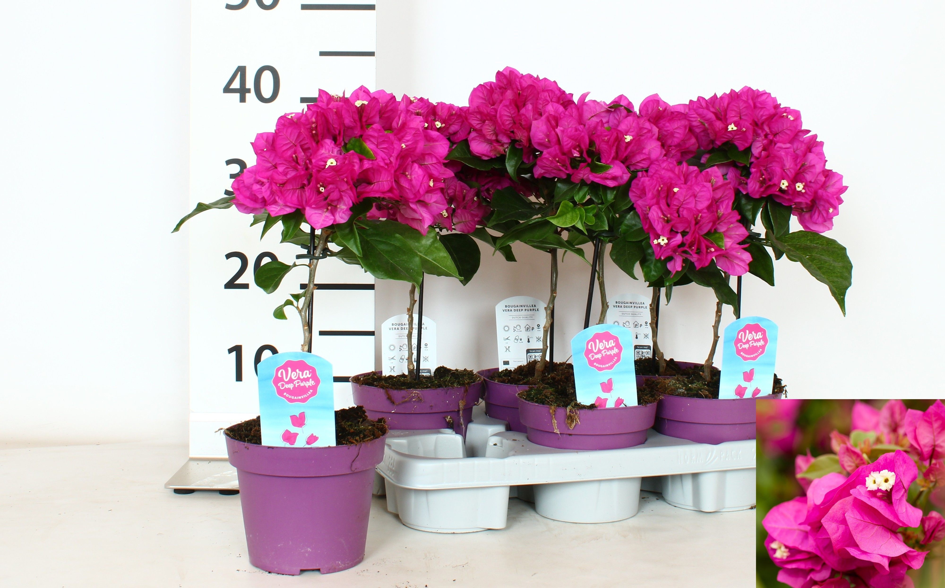 Горшечные цветы и растения оптом Bougainv Vera D P Im от 6шт из Голландии с доставкой по России
