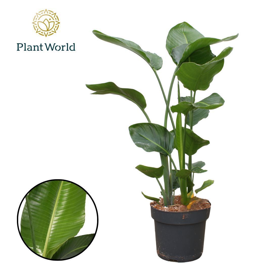 Горшечные цветы и растения оптом Strelitzia Nicolai 3pp 100-120cm от 1шт из Голландии с доставкой по России