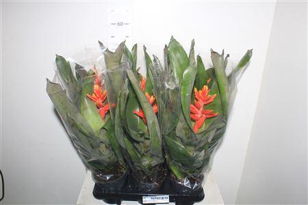 Горшечные цветы и растения оптом Aech Pe Elegant Flam от 6шт из Голландии с доставкой по России