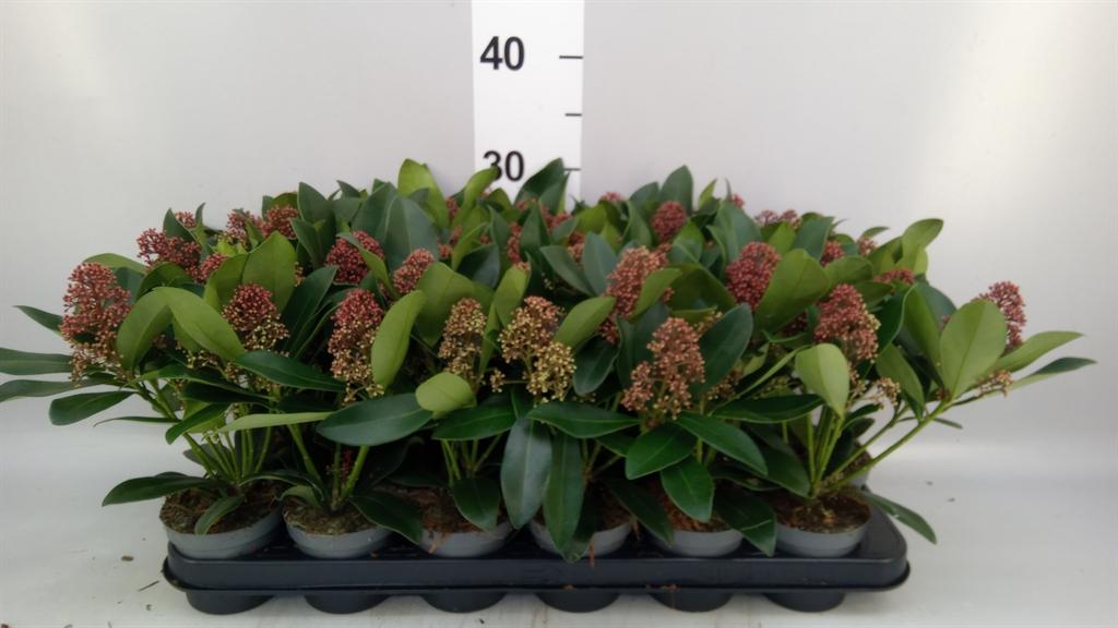 Горшечные цветы и растения оптом Skimmia Jap. rubella от 18шт (для телеги) из Голландии с доставкой по России