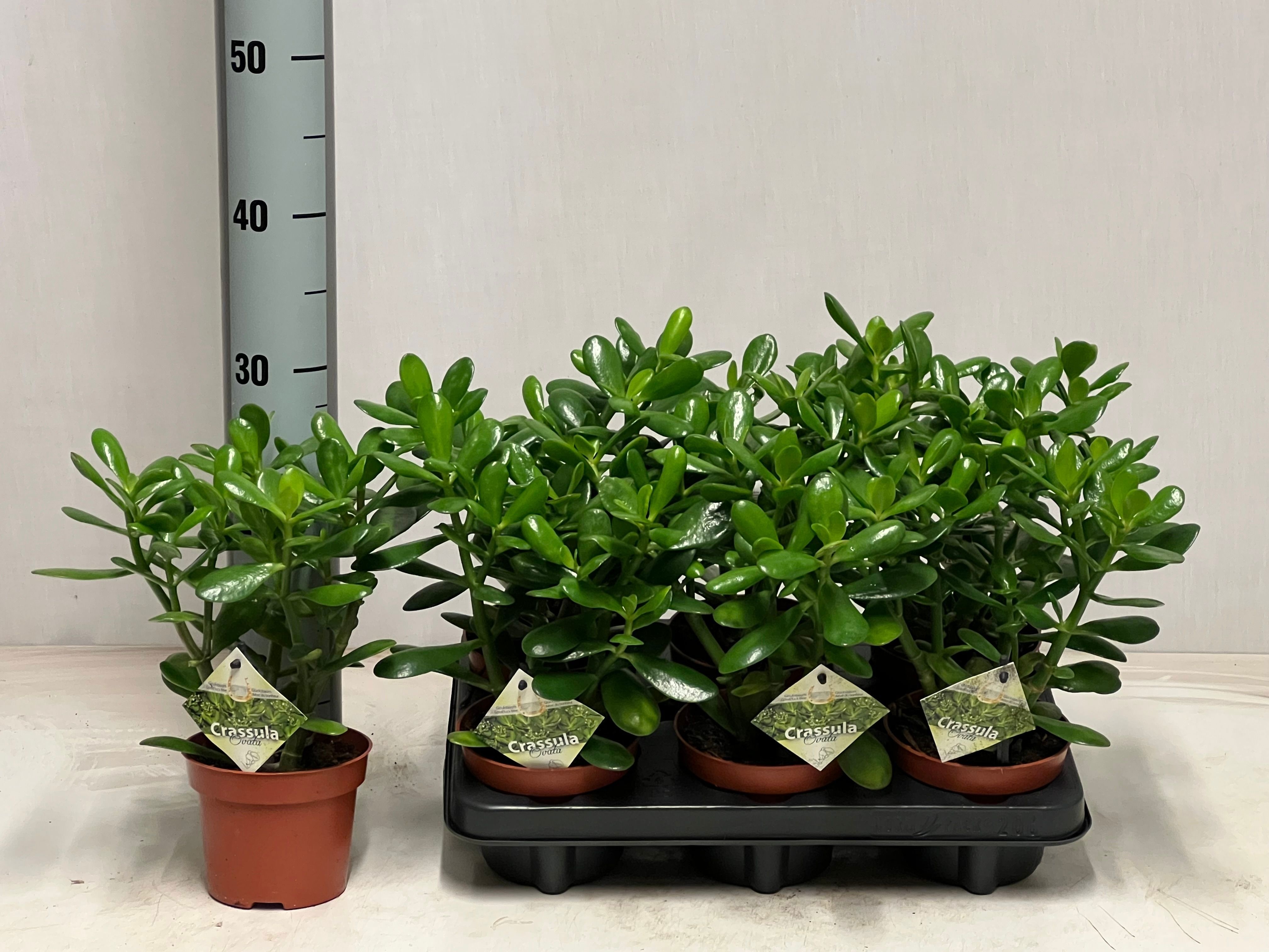 Горшечные цветы и растения оптом Crass Ovata от 6шт из Голландии с доставкой по России