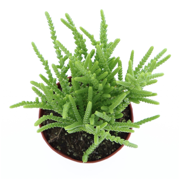 Горшечные цветы и растения оптом Crassula Lucopoides от 12шт (для телеги) из Голландии с доставкой по России