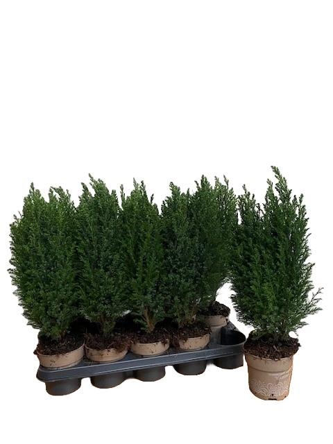 Горшечные цветы и растения оптом Cham L Ellwoodii Groen от 10шт из Голландии с доставкой по России