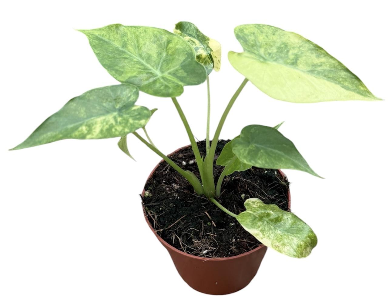 Горшечные цветы и растения оптом Alocasia Gageana Aurea от 1шт (для телеги) из Голландии с доставкой по России