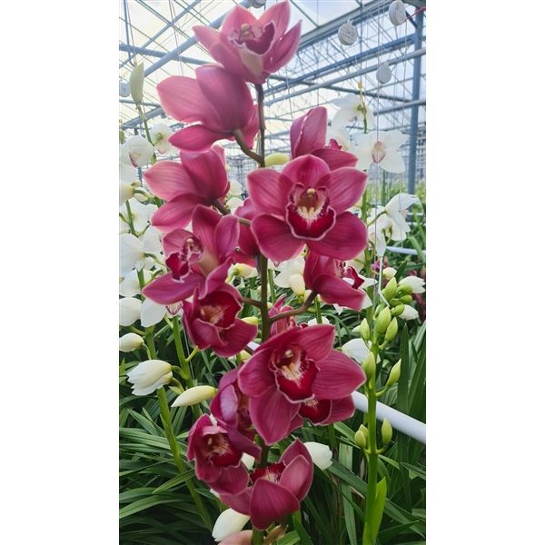 Срезанные цветы оптом Cymbidium red pretty jennifer от 16шт. из Голландии с доставкой по России