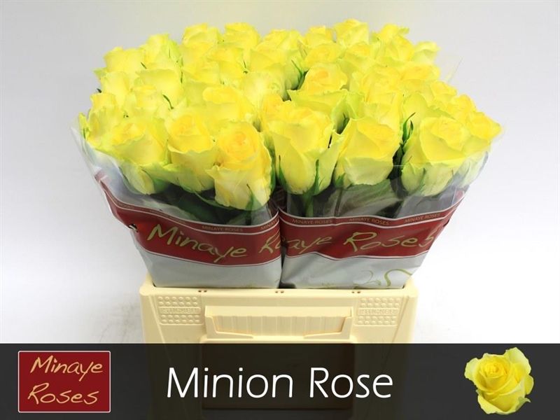 Срезанные цветы оптом Rosa la minion rose от 50шт из Голландии с доставкой по России