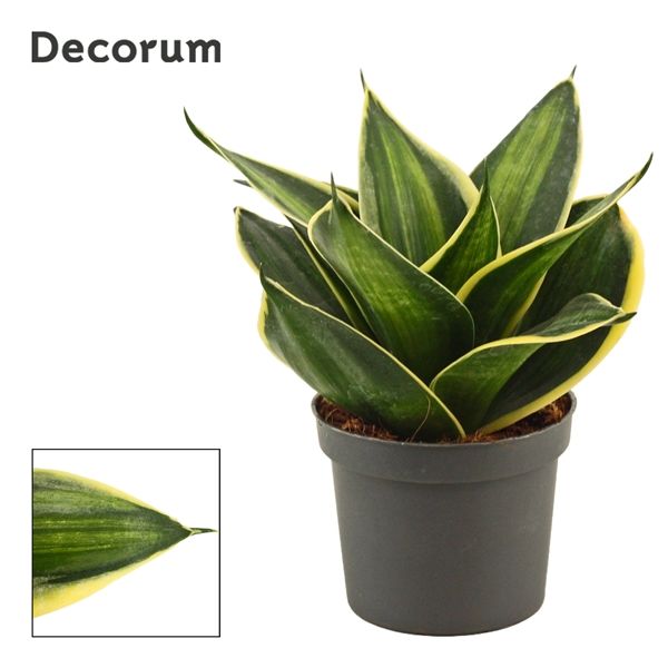 Горшечные цветы и растения оптом Sansevieria Hahnii Stars & Stripes (decorum) от 18шт из Голландии с доставкой по России