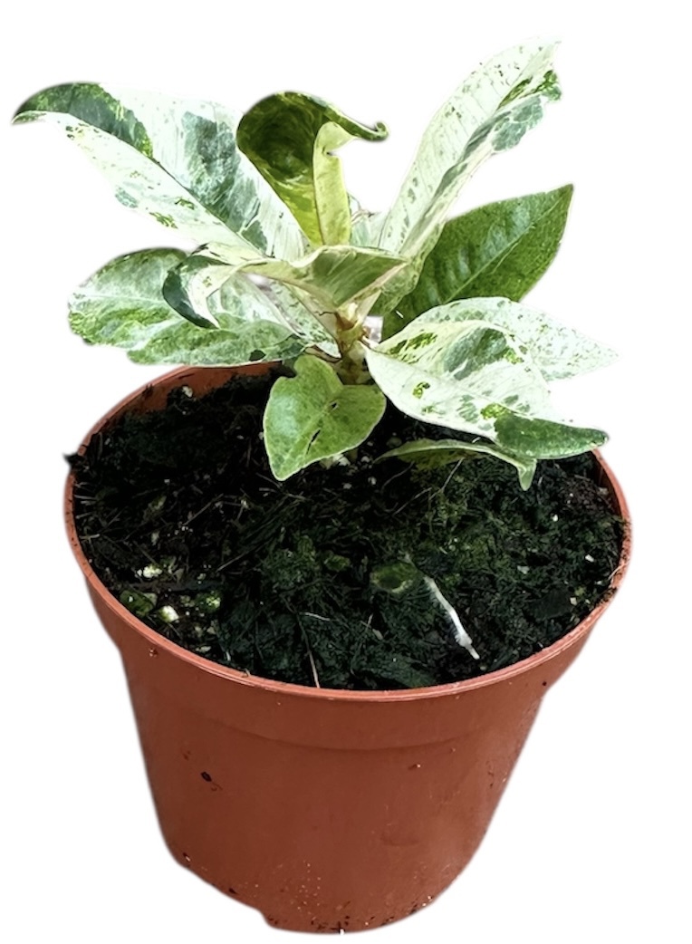 Горшечные цветы и растения оптом Ficus Shivereana Moonshine от 1шт (для телеги) из Голландии с доставкой по России