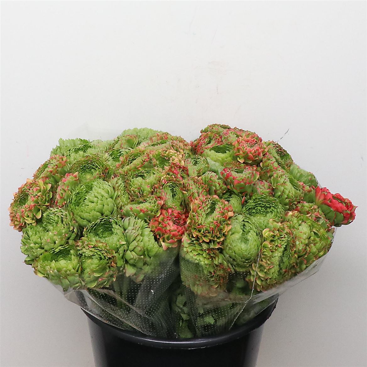 Срезанные цветы оптом Ranunculus pon pon flora от 90шт из Голландии с доставкой по России