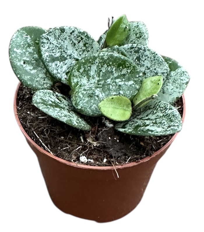 Горшечные цветы и растения оптом Hoya Mathilde Splash от 1шт (для телеги) из Голландии с доставкой по России