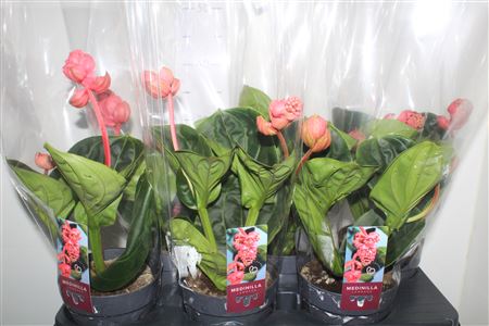 Горшечные цветы и растения оптом Medin Mag Lambada 2 Flower от 6шт из Голландии с доставкой по России