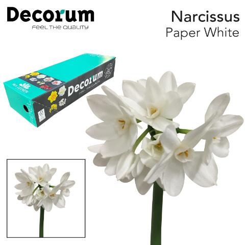 Срезанные цветы оптом Narcissus sp ziva paper white in box от 100шт из Голландии с доставкой по России