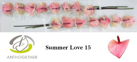 Срезанные цветы оптом Anthurium love summer от 15шт из Голландии с доставкой по России