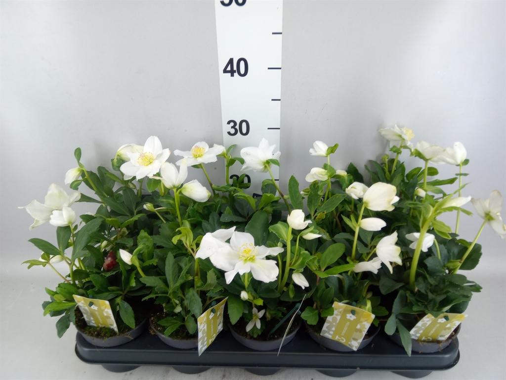 Горшечные цветы и растения оптом Helleborus Niger advent Star от 10шт из Голландии с доставкой по России