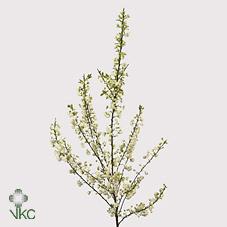 Срезанные цветы оптом Prunus alba plena spray от 30шт из Голландии с доставкой по России