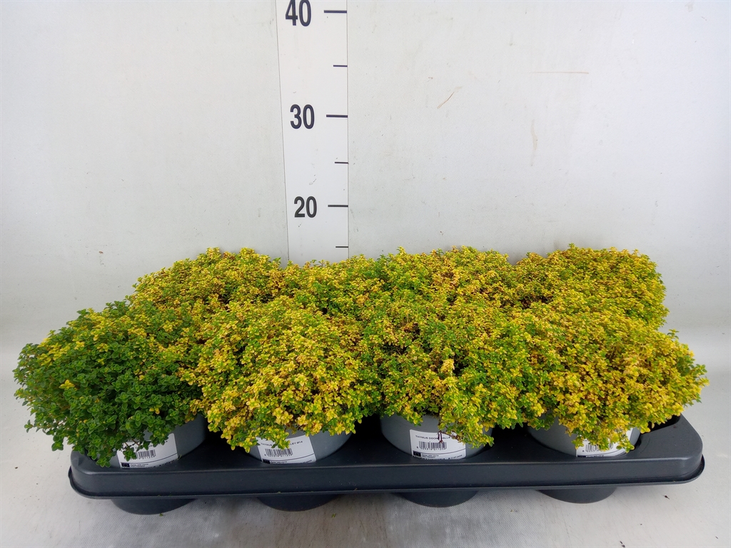 Горшечные цветы и растения оптом Thymus Citriodorus от 8шт из Голландии с доставкой по России