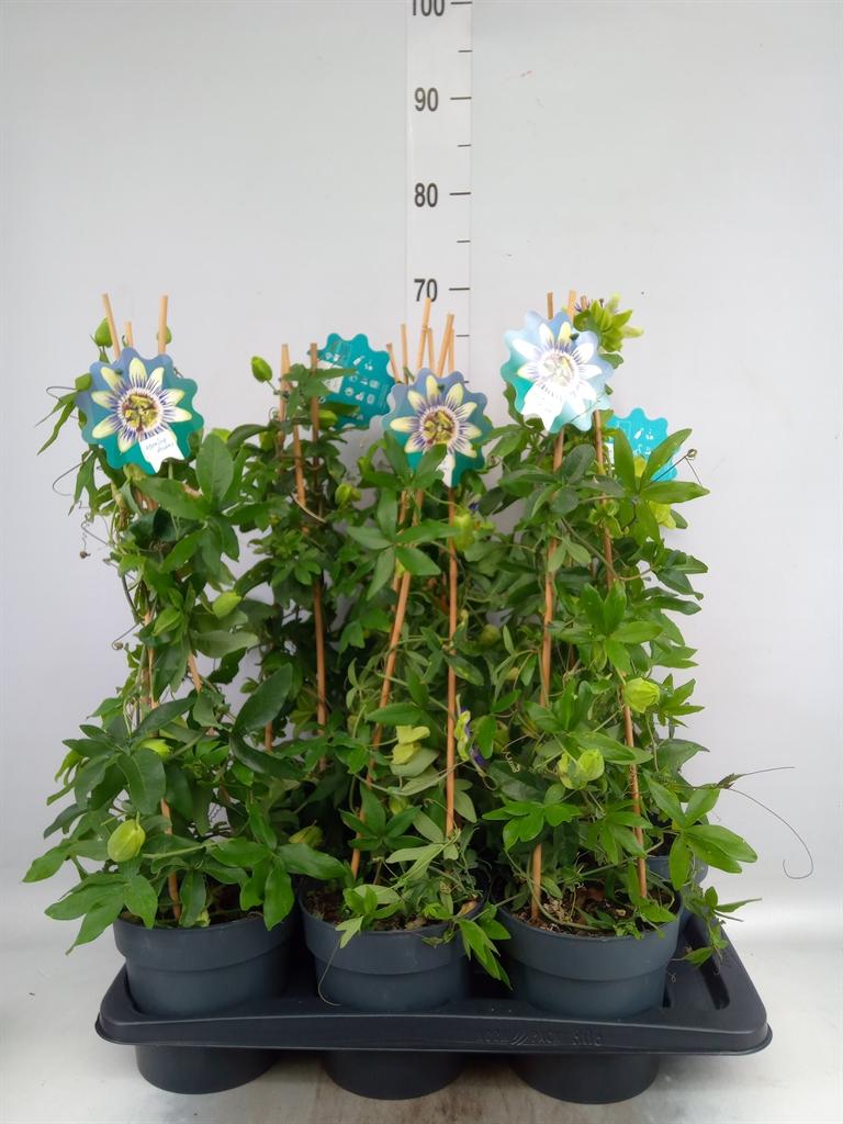 Горшечные цветы и растения оптом Passiflora Caerul. от 6шт из Голландии с доставкой по России