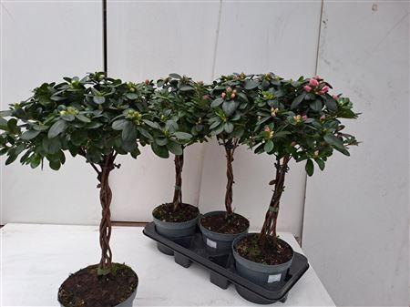 Горшечные цветы и растения оптом Rhodo Stam Xl Mix от 3шт из Голландии с доставкой по России