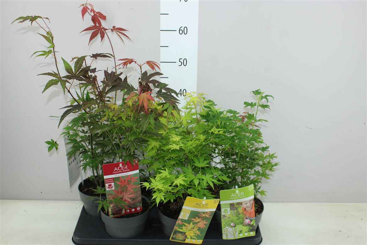 Горшечные цветы и растения оптом Acer Pa Gemengd от 6шт из Голландии с доставкой по России