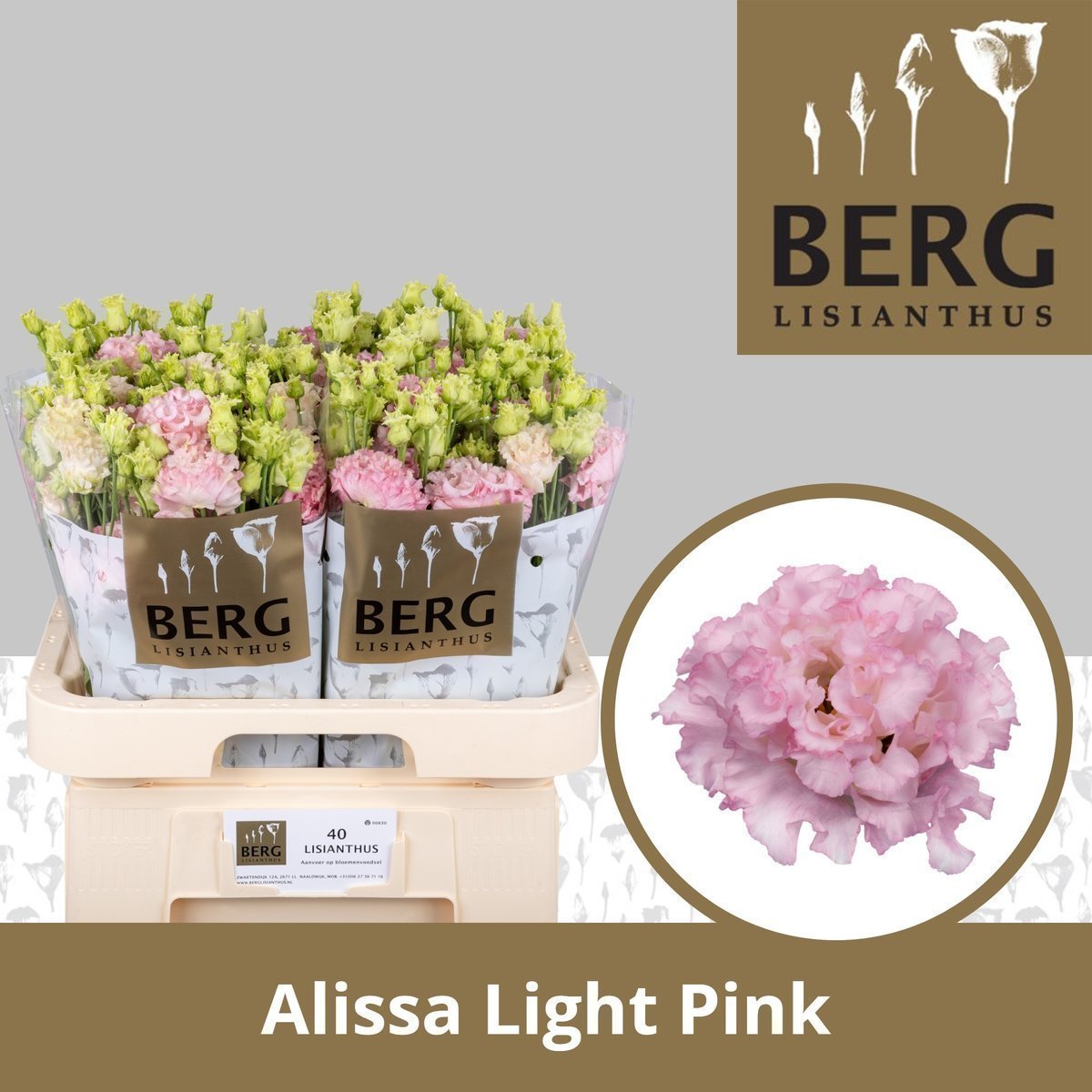 Срезанные цветы оптом Lisianthus do alissa light pink от 40шт. из Голландии с доставкой по России
