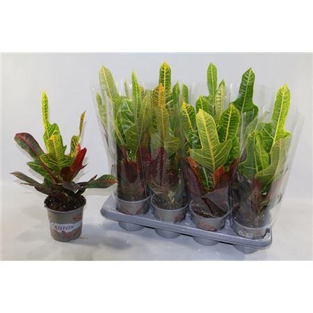 Горшечные цветы и растения оптом Codiaeum Excellent In Sleeve от 8шт из Голландии с доставкой по России