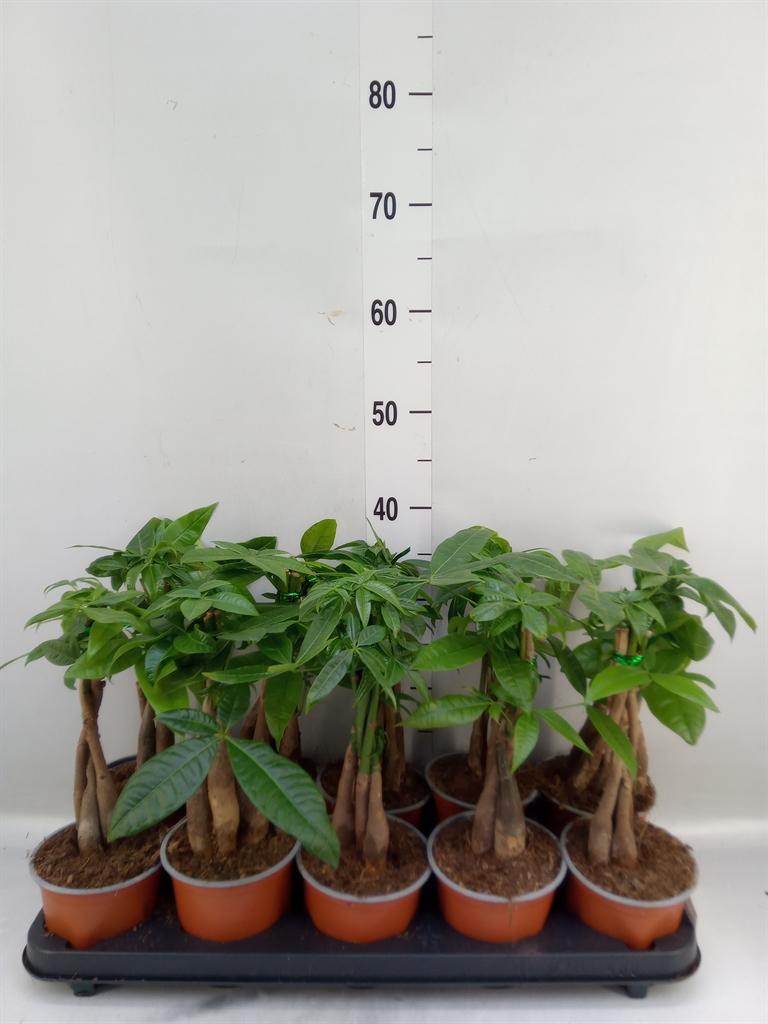 Горшечные цветы и растения оптом Pachira Aquatica от 10шт из Голландии с доставкой по России