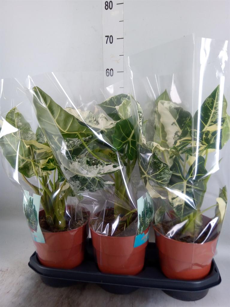 Горшечные цветы и растения оптом Alocasia   ... от 3шт (для телеги) из Голландии с доставкой по России