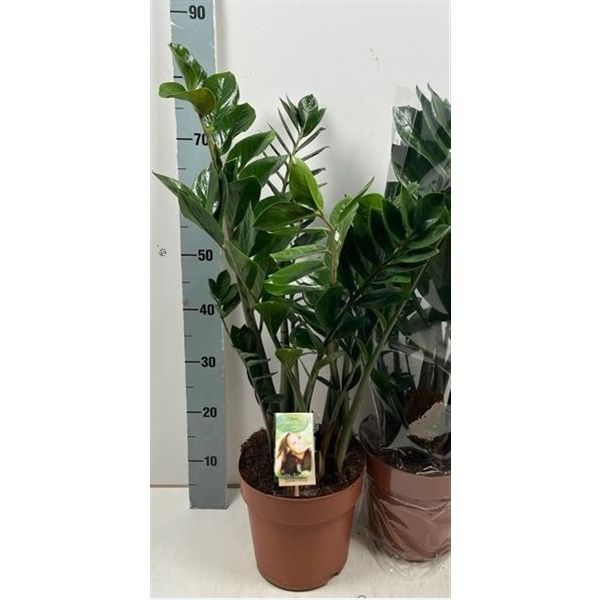 Горшечные цветы и растения оптом Zamioculcas 6+ от 1шт из Голландии с доставкой по России