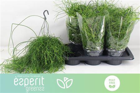 Горшечные цветы и растения оптом Rhipsalis Ba Oasis от 6шт из Голландии с доставкой по России