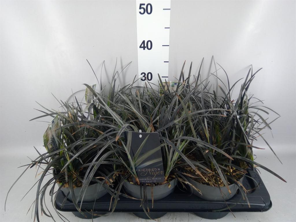 Горшечные цветы и растения оптом Ophiopogon Planiscapus niger от 6шт из Голландии с доставкой по России