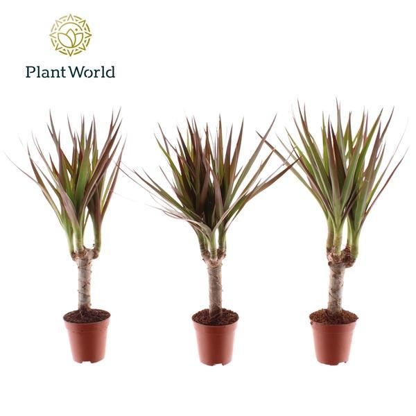 Горшечные цветы и растения оптом Drac Magenta Tiny Tummy (decorum) от 20шт (для телеги) из Голландии с доставкой по России