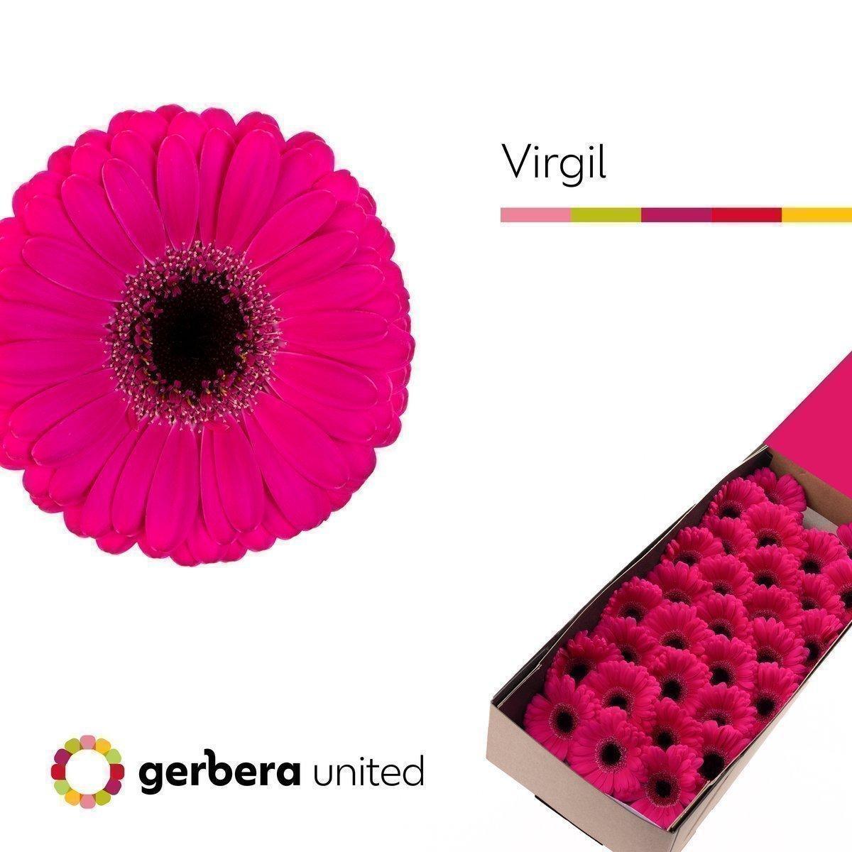 Срезанные цветы оптом Germini virgil+ от 30шт из Голландии с доставкой по России