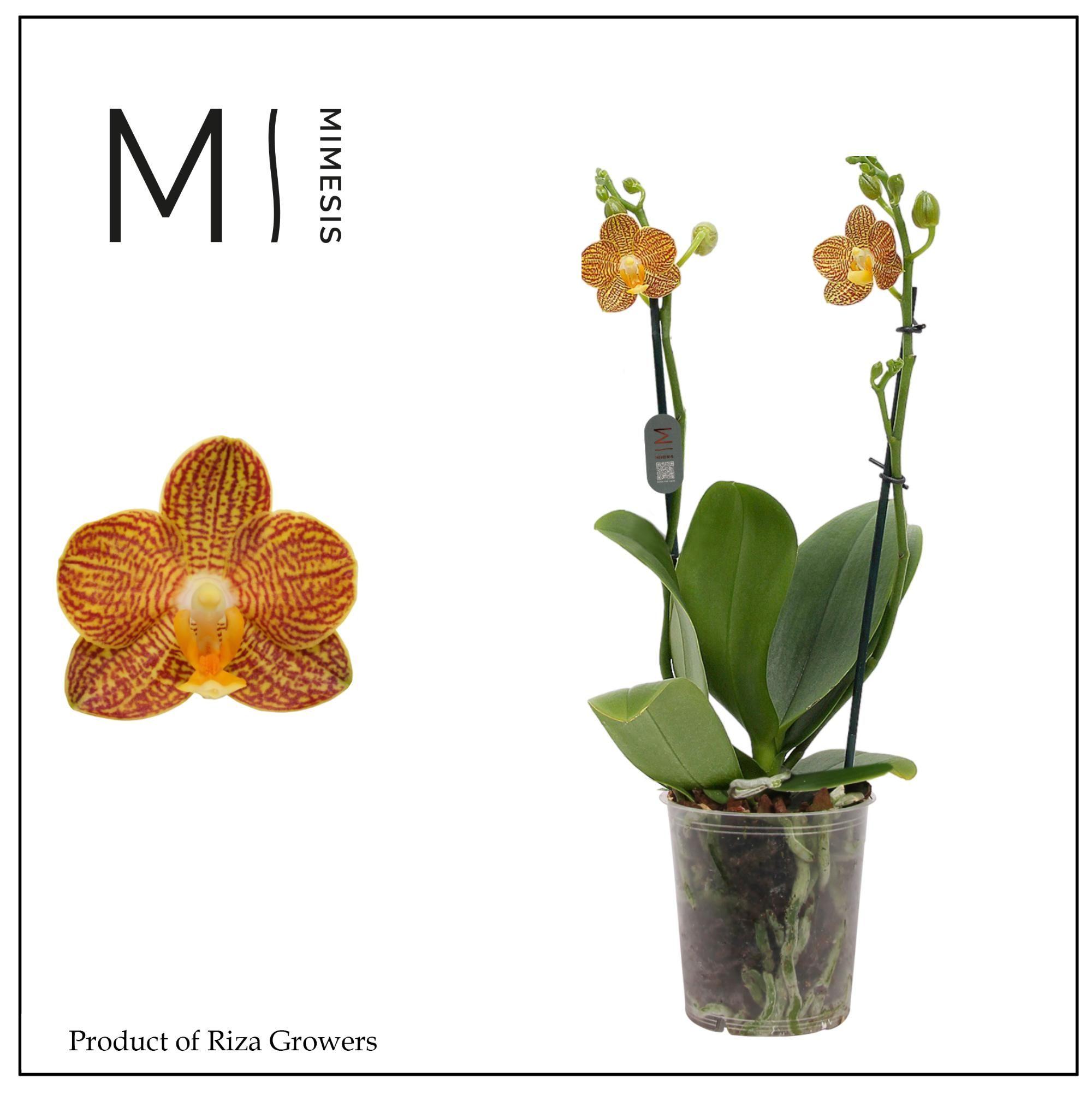 Горшечные цветы и растения оптом Phal 2st Indian Summer 18+ Mimesis (orchid Growers от 10шт из Голландии с доставкой по России