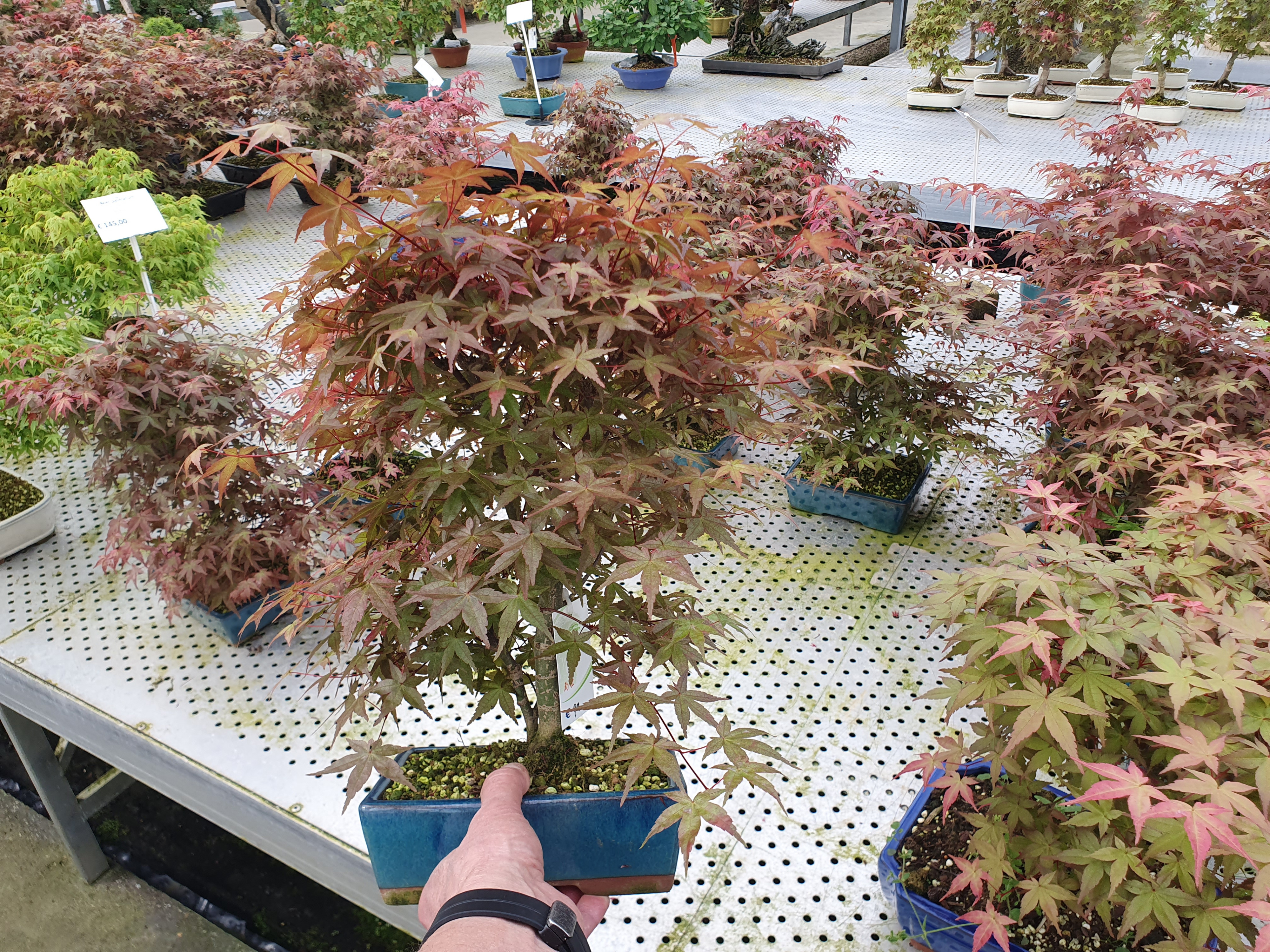 Горшечные цветы и растения оптом Acer Palmatum Deshojo, Pot 19 Cm. от 3шт из Голландии с доставкой по России