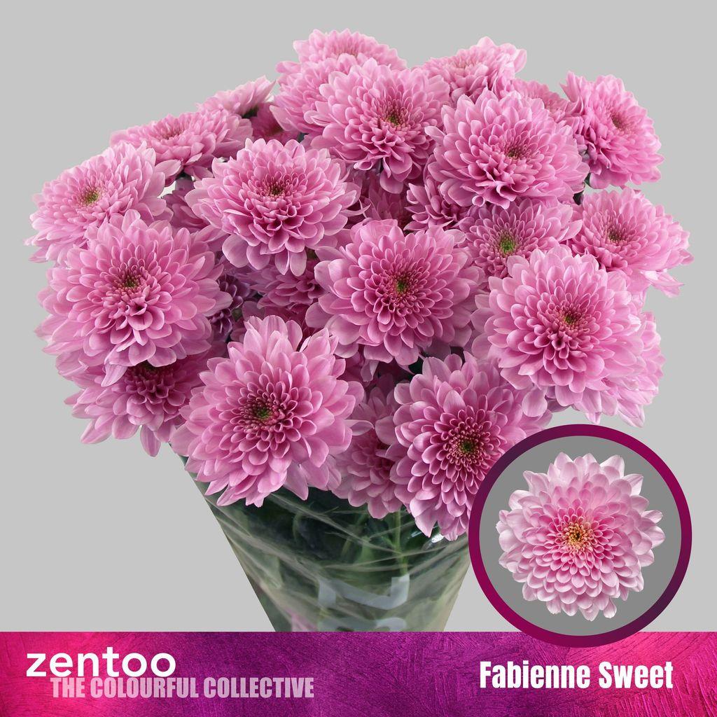 Срезанные цветы оптом Chrys sp fabienne sweet от 80шт. из Голландии с доставкой по России