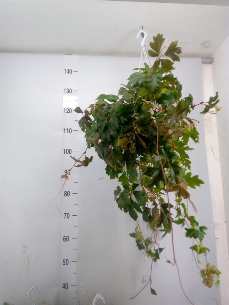 Горшечные цветы и растения оптом Cissus Ellen Danica Hangpot от 3шт из Голландии с доставкой по России